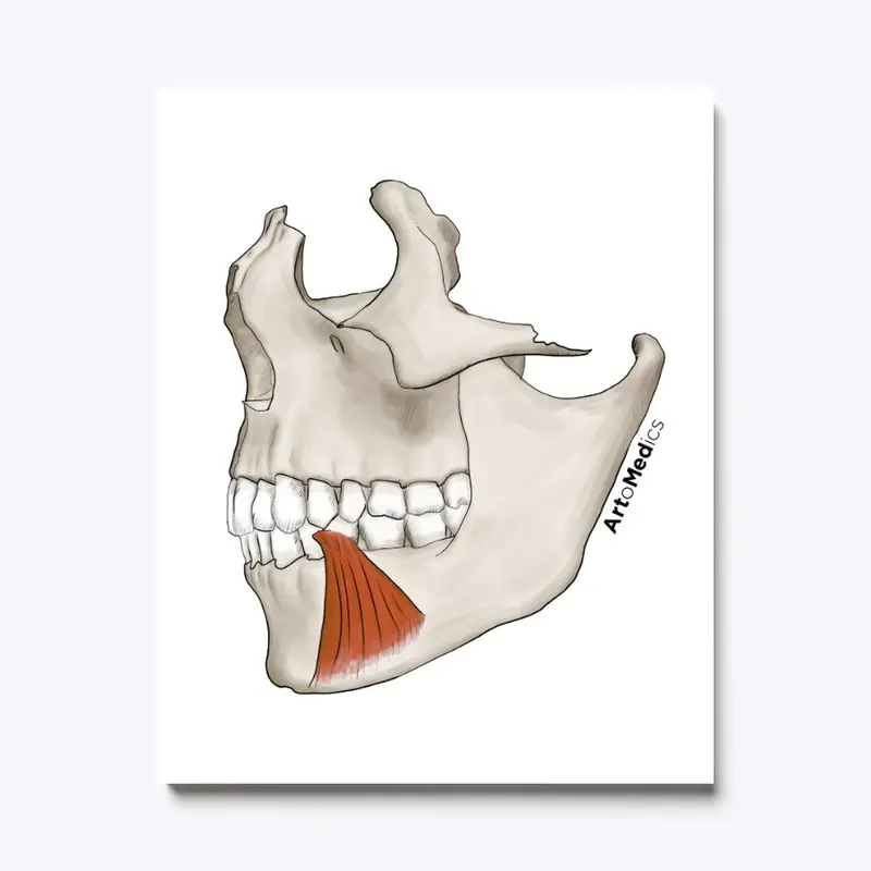 Depressor Anguli Oris on skull