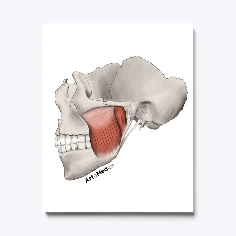 Masseter in skull