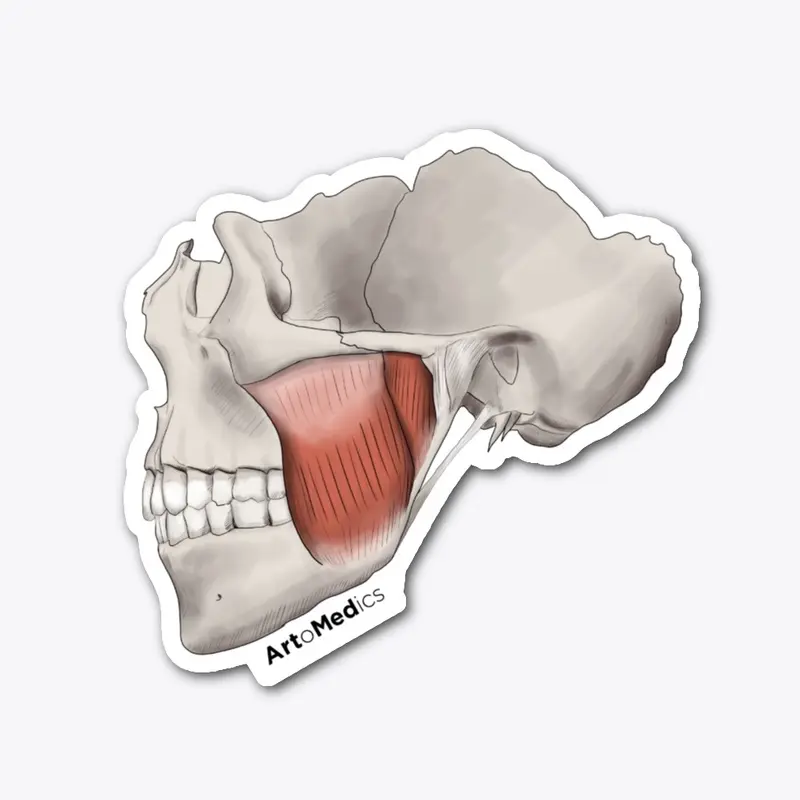 Masseter in skull