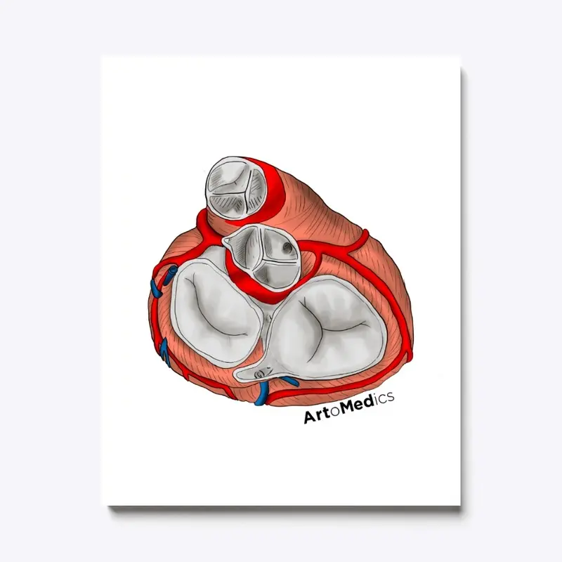 Heart four valves